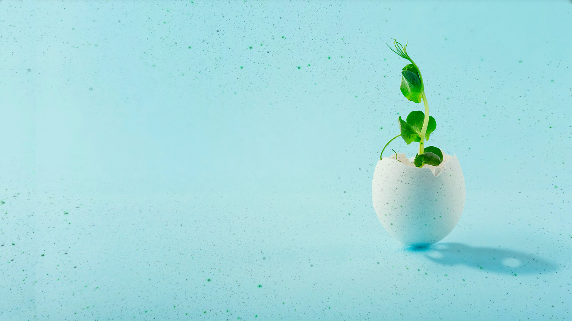 Sprout emerging from an eggshell