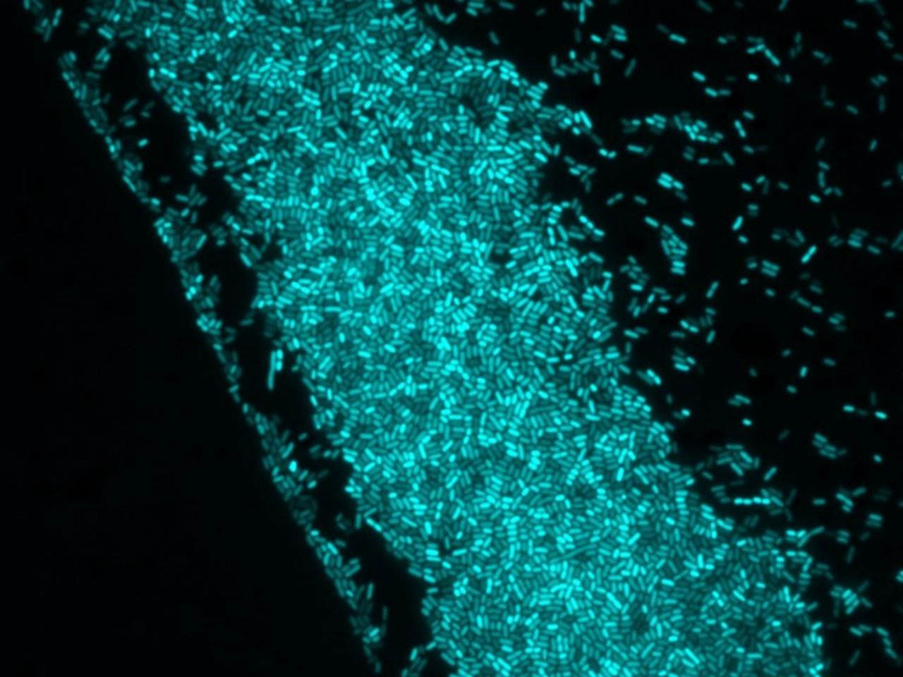 Bacterial cells under fluorescence microscope class=